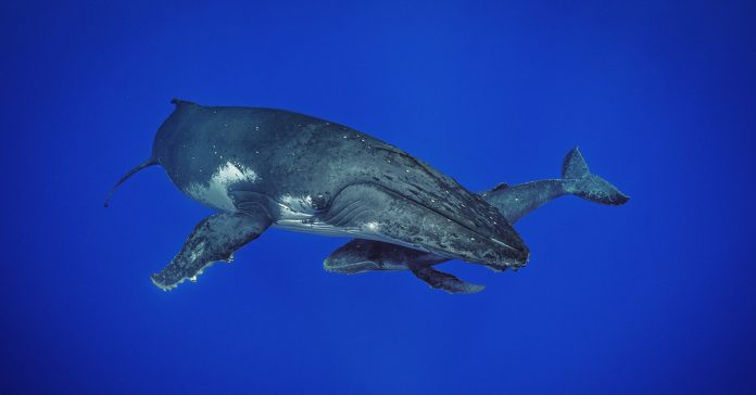 O Segredo das Baleias